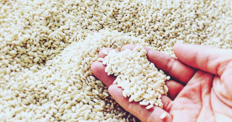 Sake lees being peeled off during the sake production process.